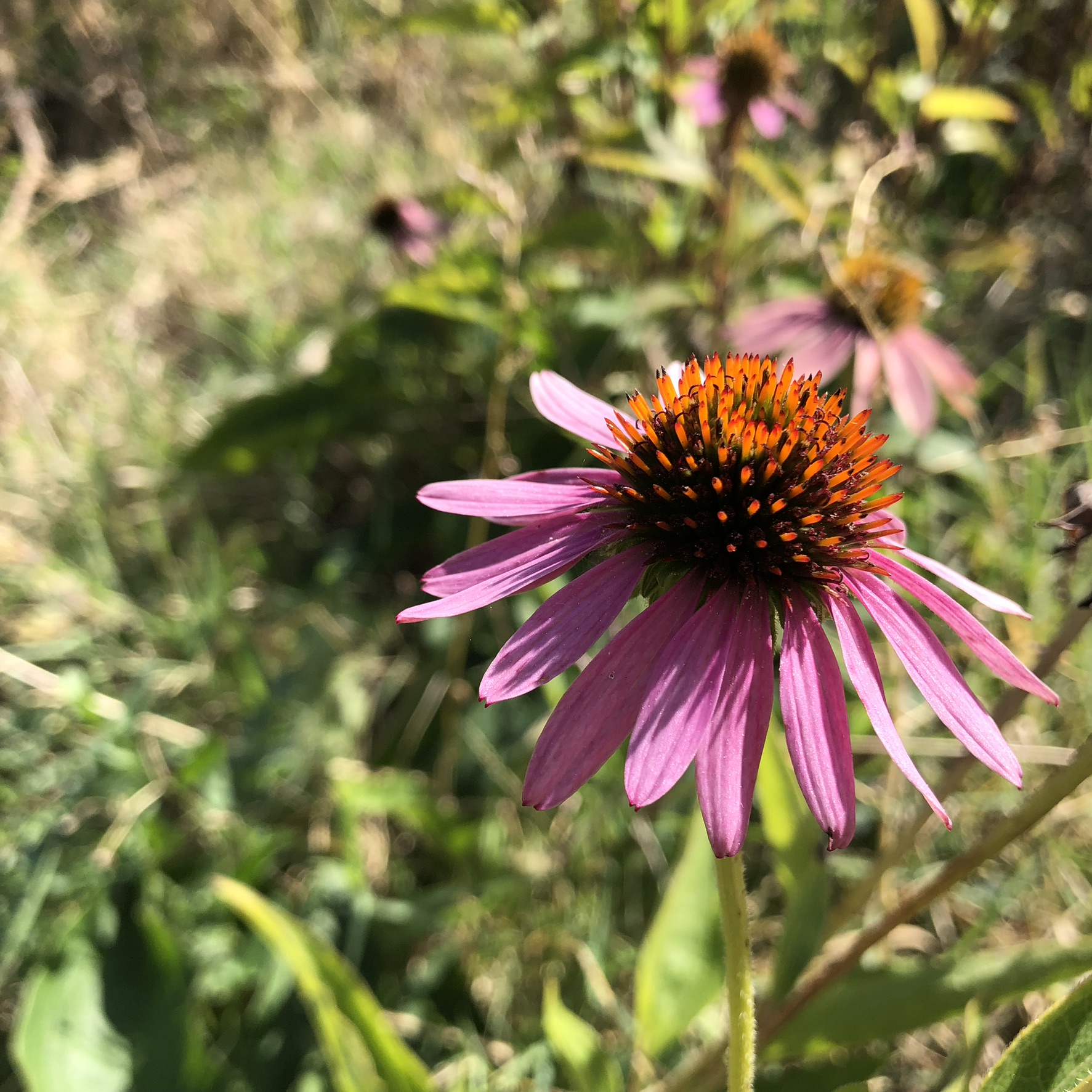 Phytothérapie